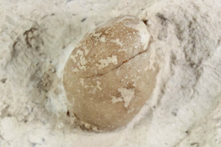 Eocene Fossil Snake Egg - Bouxwiller, France #366883